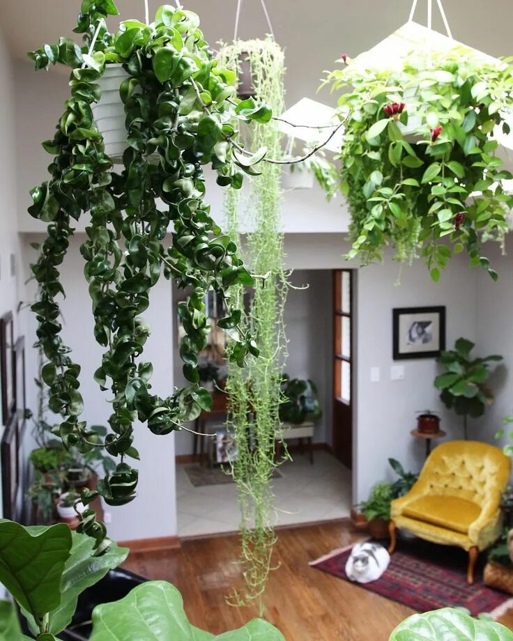 Плетутся комнатные цветы фото #greenhome #hangingplants Hanging plants indoor, Interior plants, Hanging plants