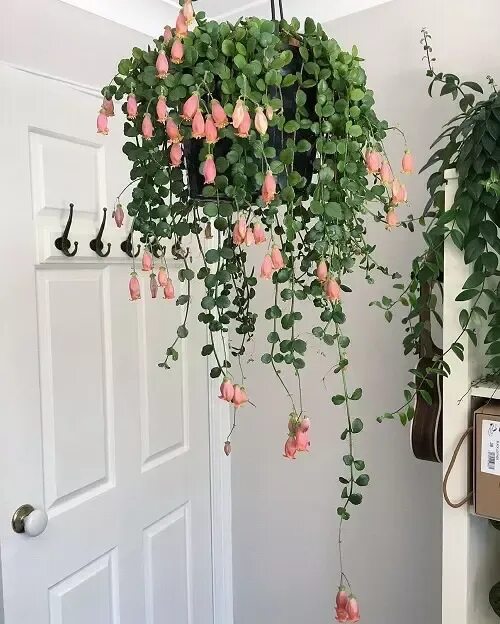 Плетутся комнатные цветы фото 39 Really Beautiful Kalanchoe Varieties! Hanging plants indoor, Hanging plants, 