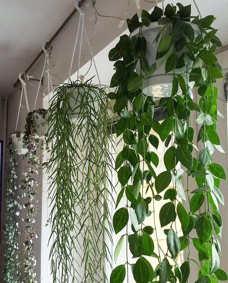 Плетутся комнатные цветы фото best hanging houseplants - Yahoo Image Search Results Hanging plants indoor, Hou