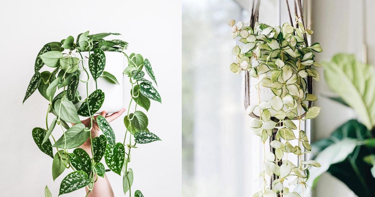 Плетутся комнатные цветы фото Висячие сады: 10 неприхотливых подвесных растений myDecor