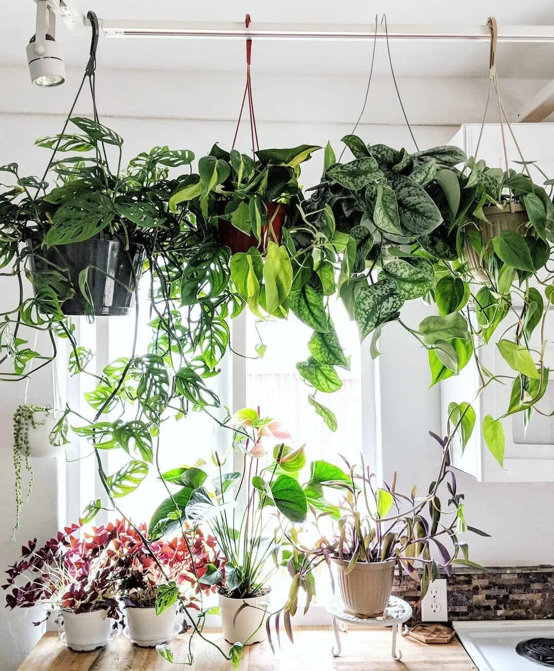 Плетутся комнатные цветы фото Pin on Plant decor &jungle