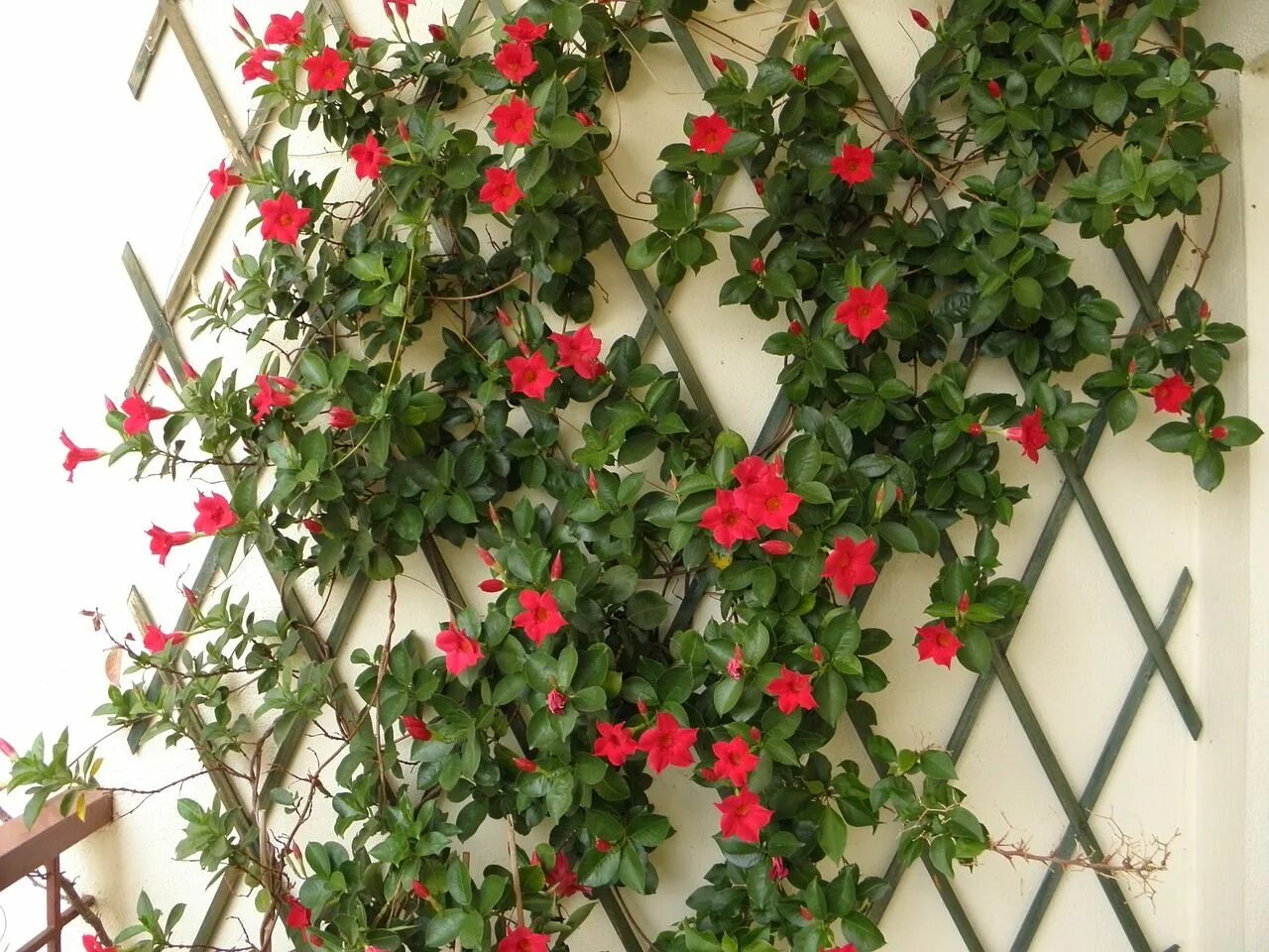 Плетутся комнатные цветы фото Dipladenia (Mandevilla) - Características y cuidados Trepadoras con flor, Planta