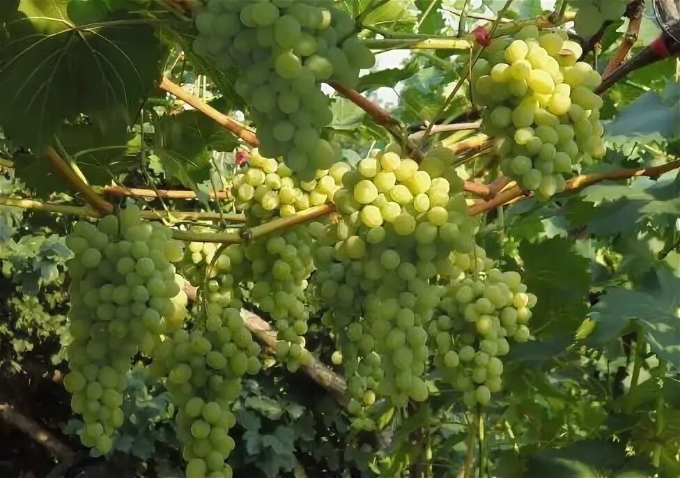 Плевен виноград фото Виноград Августин саженец - купить с доставкой по выгодным ценам в интернет-мага