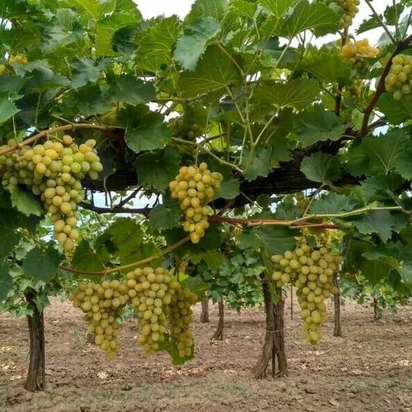 Плевен виноград фото Виноград Августин характеристики растения