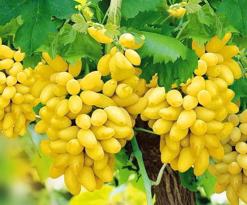 Плевен виноград фото Саженцы винограда Плевен купить в Москве по цене от 999 до 6850 руб. - питомник 