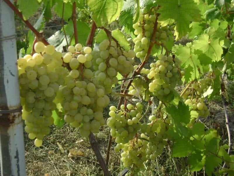 Плевен виноград фото Виноград мускат оттонель фото - DelaDom.ru