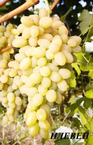 Плевен виноград фото Виноград Плевен