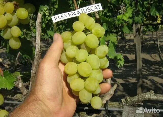 Плевен виноград фото Виноград купить в Волгограде Товары для дома и дачи Авито