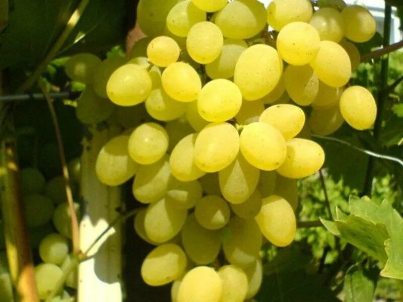 Плевен виноград фото Виноград "Плевен: описание сорта, фото, отзывы