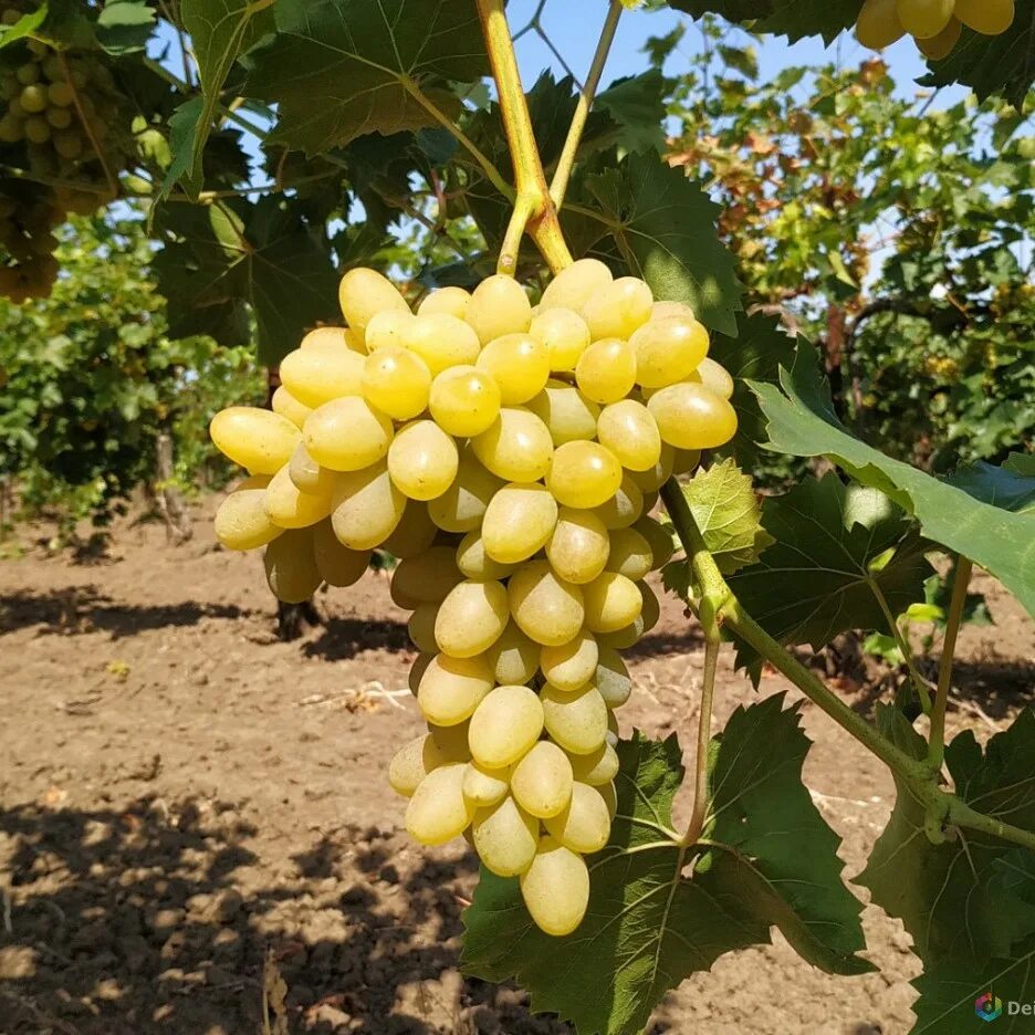 Плевен виноград фото плодовые, кустарники -% - страница № 2 Интернет-магазин DolinaSad.By