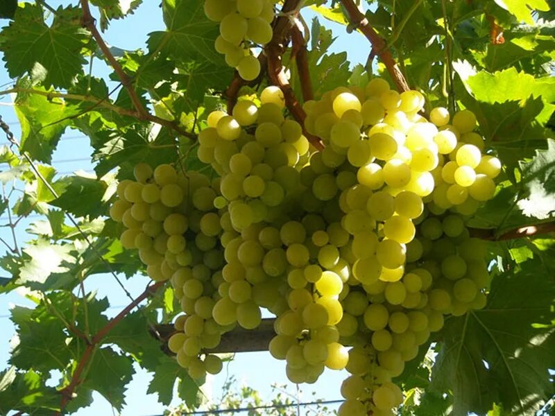 Плевен виноград фото Виноград устойчивый