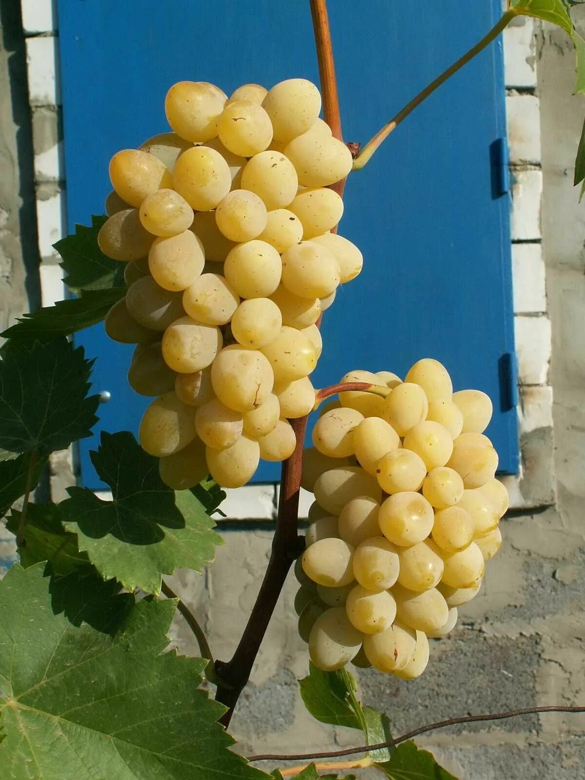 Плевен виноград фото Феномен - виноград 1шт, ранний сладкий - купить с доставкой по выгодным ценам в 