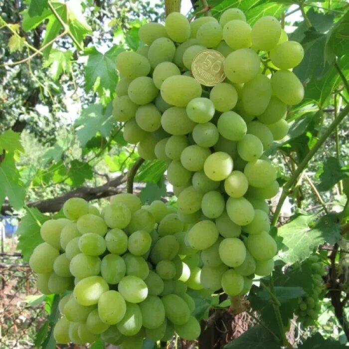 Плевен виноград фото Виноград Августин - ⭐ купить саженцы по выгодной цене в интернет магазине с дост