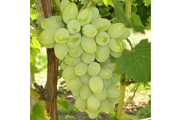 Плевен виноград фото Уборка винограда в Темрюкском районе вышла на финишную прямую