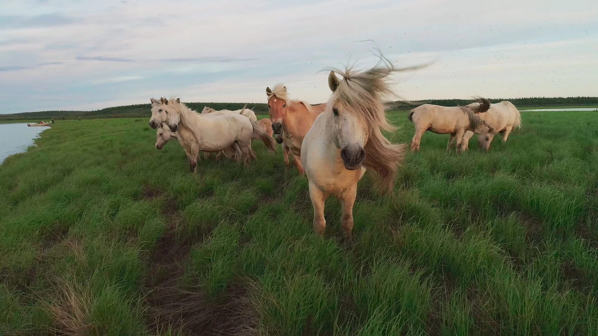 Плейстоценовая лошадь фото Фильм Плейстоценовый парк (США, 2022) - Афиша-Кино