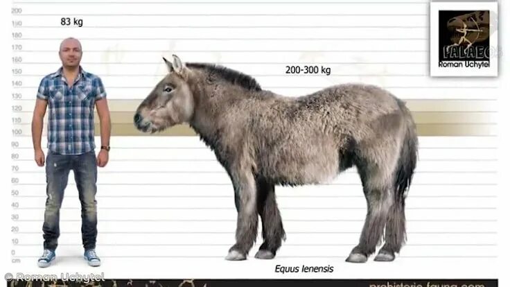 Плейстоценовая лошадь фото Pin by leopoldo aaron on A : FAUNA PREHISTORICA. Extinct animals, Prehistoric an