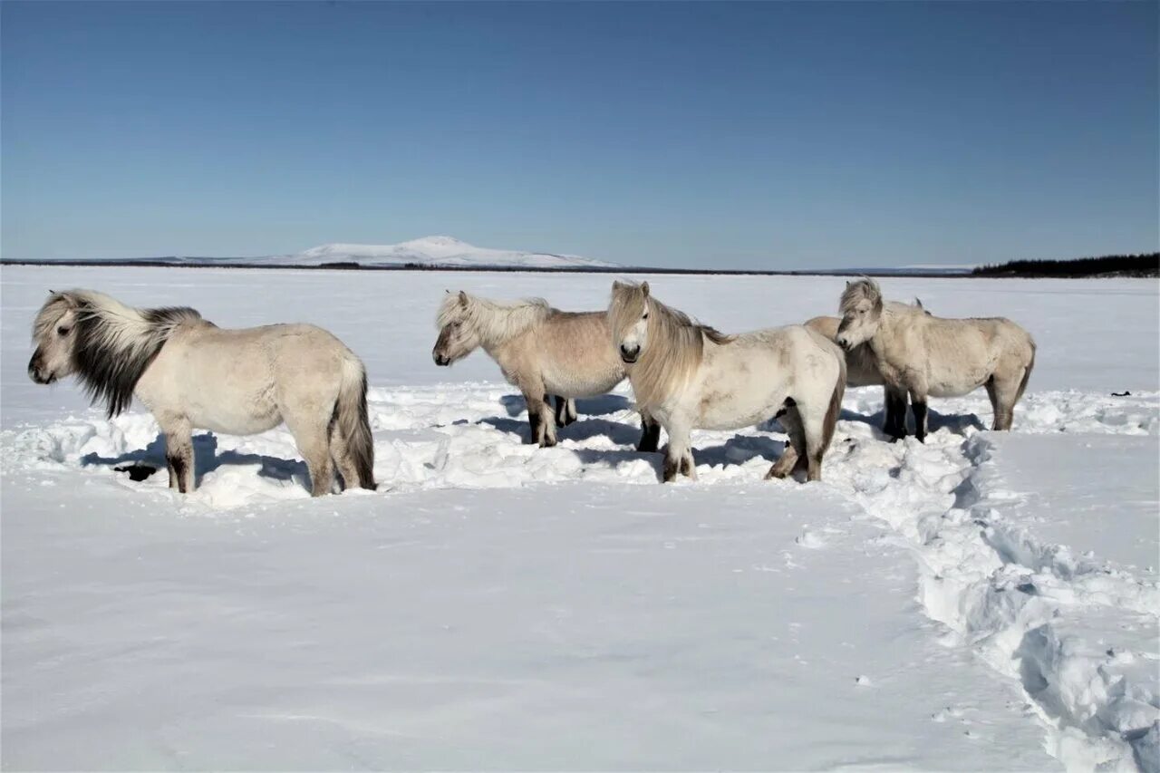 Плейстоценовая лошадь фото How horses can save the permafrost