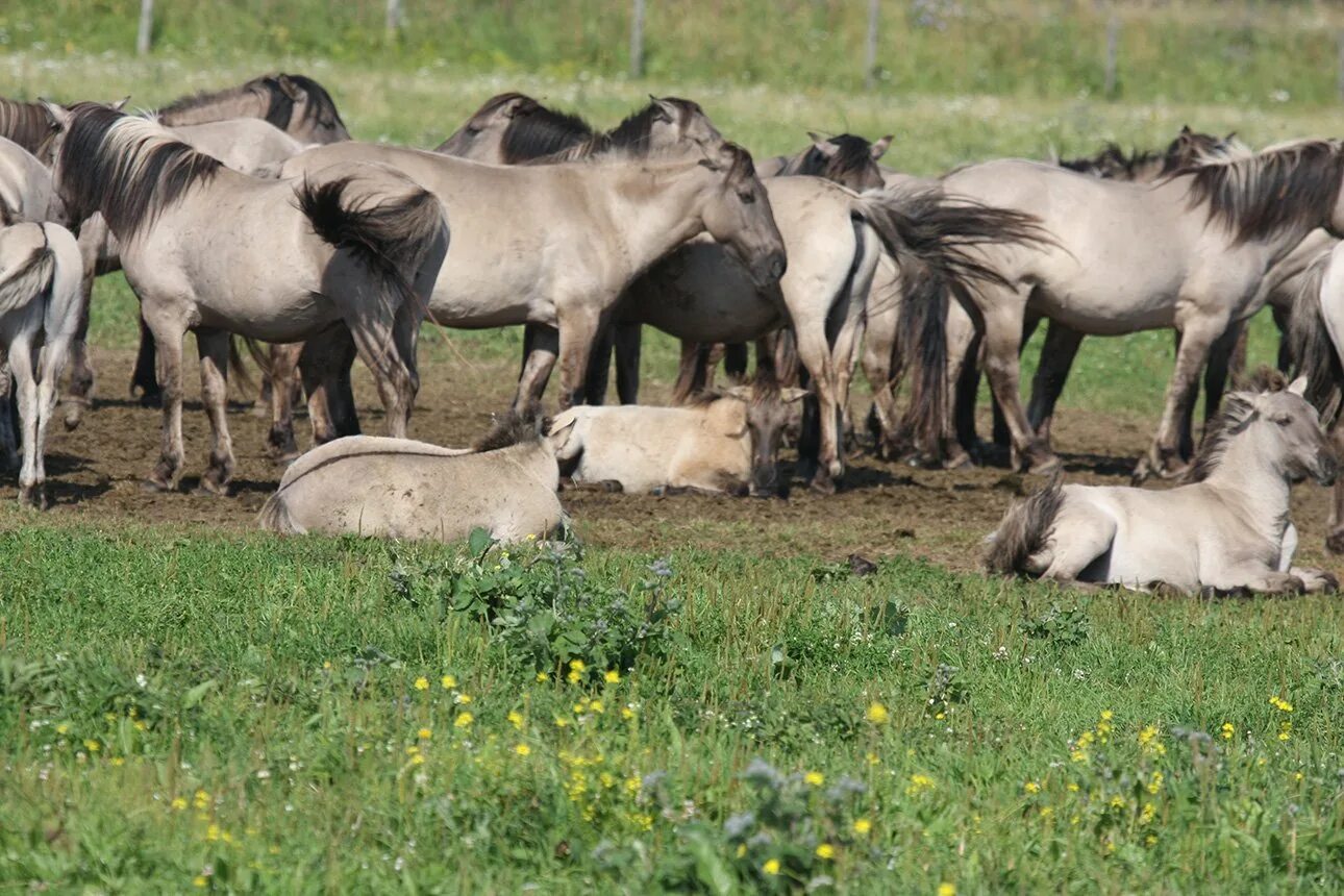 Плейстоценовая лошадь фото Дикие лошади Европы. Часть вторая