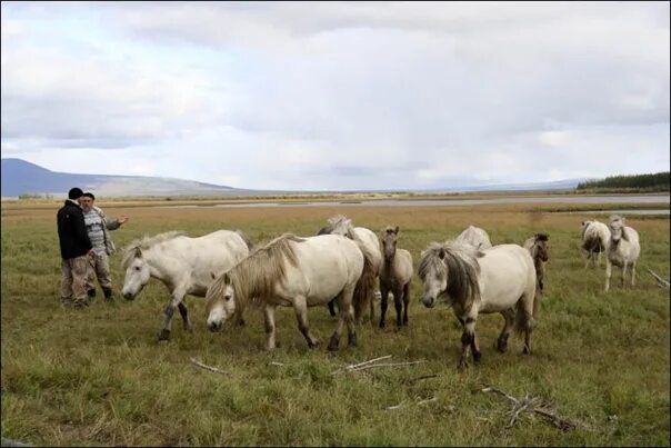 Плейстоценовая лошадь фото #интересно@hyaenidaehyaeninae Hyena in the framework of the project "Pleistocene