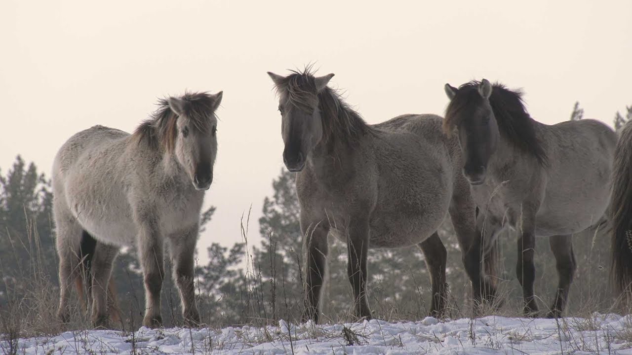 Плейстоценовая лошадь фото ПАРК ПРИРОДИ БЕРЕМИЦЬКЕ - YouTube