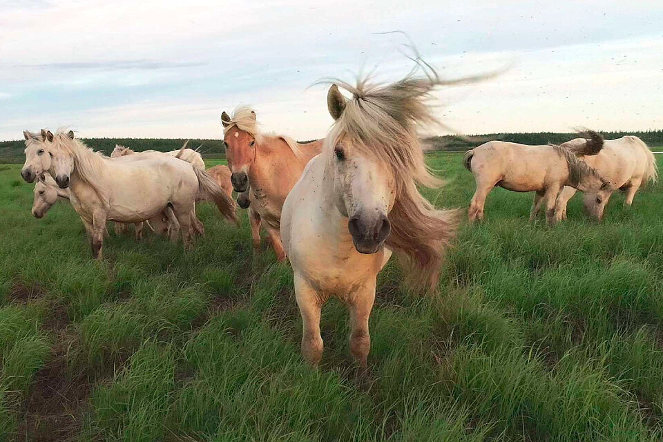Плейстоценовая лошадь фото 12 самых интересных фильмов фестиваля "ФАНК": Как печатать на компьютере силой м