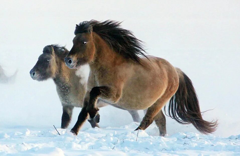 Плейстоценовая лошадь фото Scientists are attempting to clone a 42,000-year-old horse - Earth.com