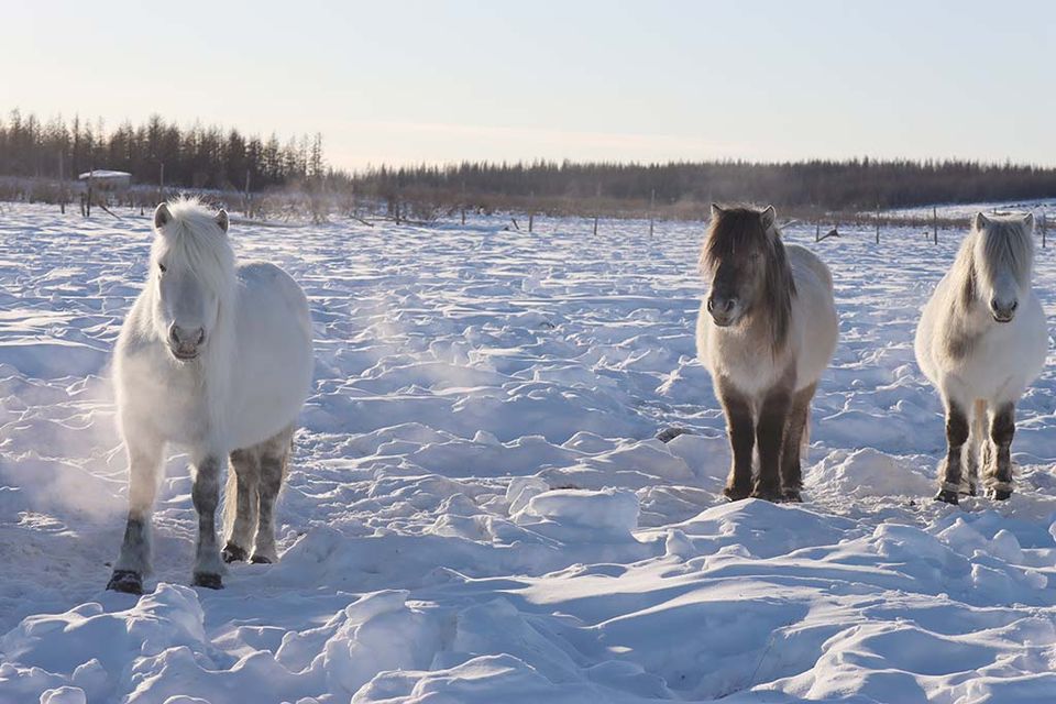 Плейстоценовая лошадь фото Плейстоценовый парк в Нижнеколымском районе может решить глобальные проблемы - У