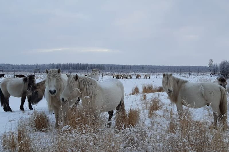 Плейстоценовая лошадь фото Северный рай: можно ли превратить арктическую тундру в зеленую зону и зачем это 