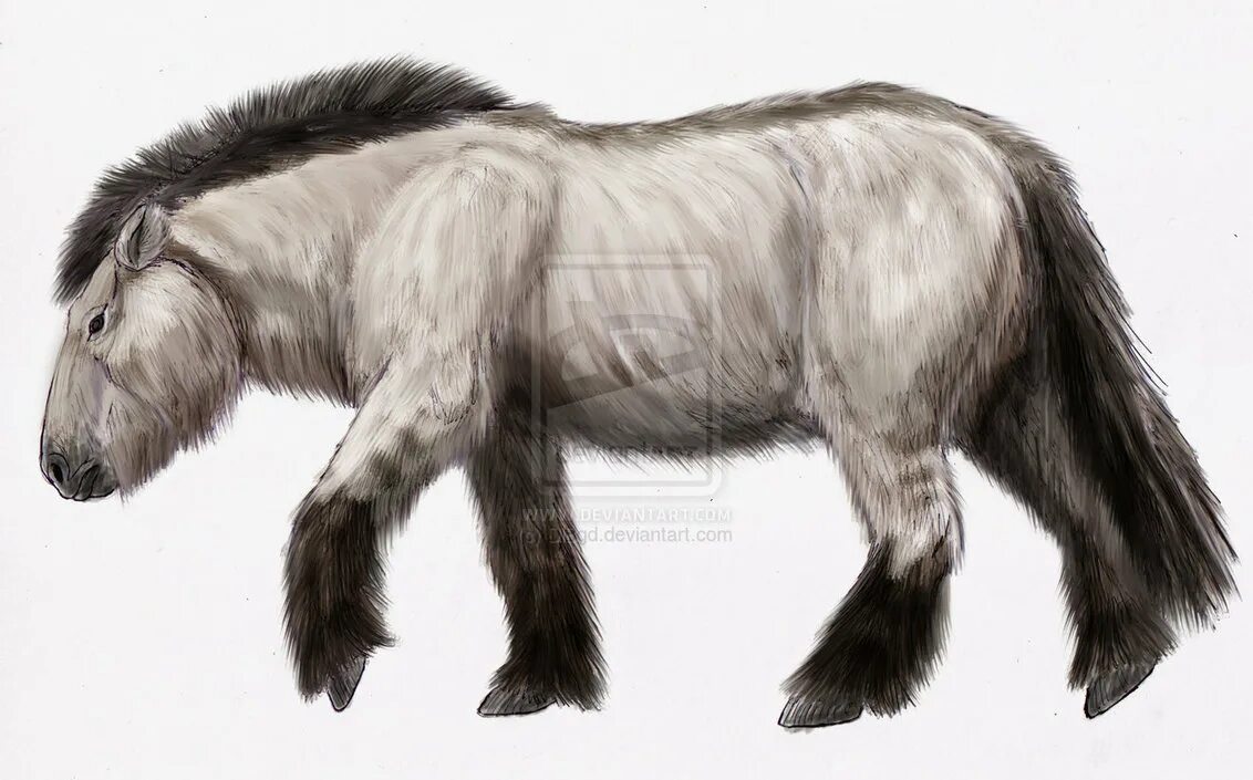 Плейстоценовая лошадь фото Ленская лошадь Вымершие животные вики Fandom