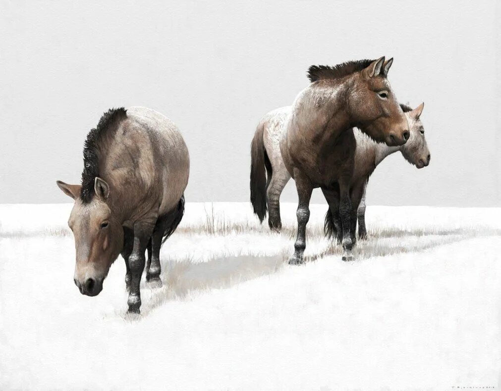 Плейстоценовая лошадь фото Ice Age horses by https://www.deviantart.com/renum63 on @DeviantArt