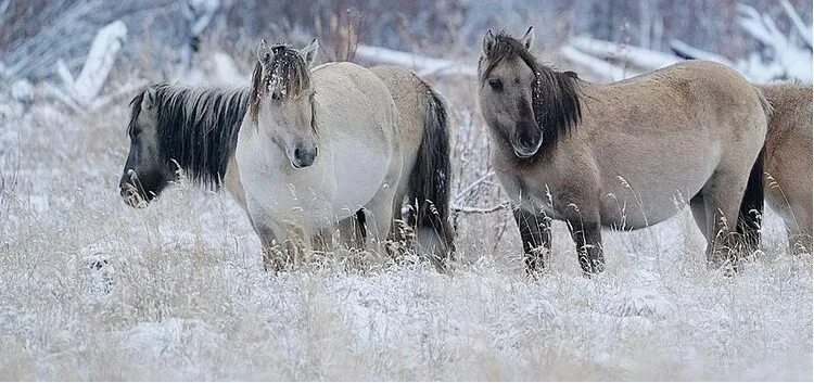 Плейстоценовая лошадь фото Путешествие по Якутии. Часть 2 - С любимыми не расставайтесь... - LiveJournal