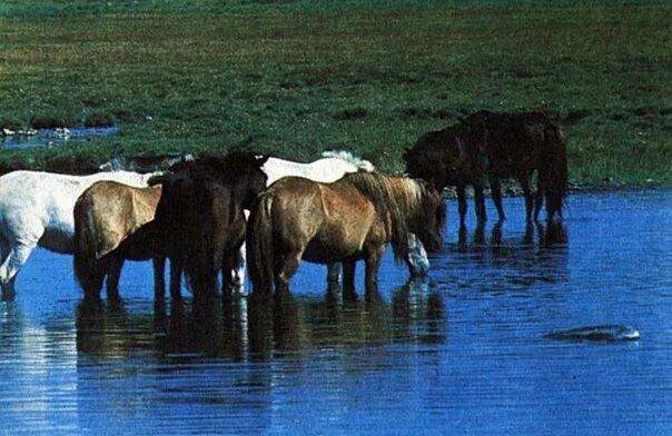 Плейстоценовая лошадь фото Лошади в воде - это прекрасно! - Фотография 3 из 21 ВКонтакте