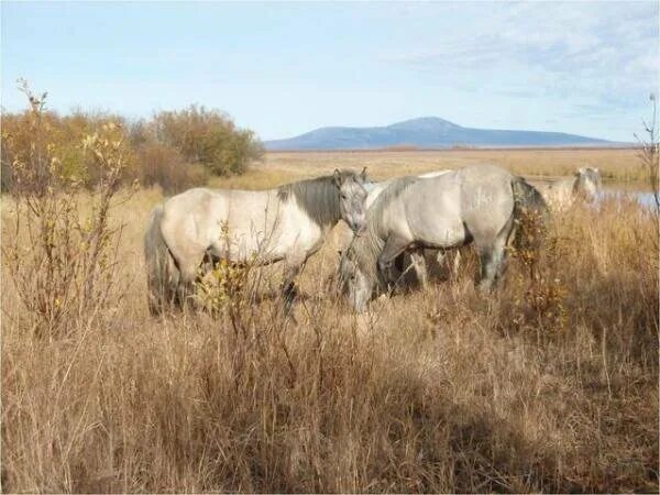 Плейстоценовая лошадь фото Якутские лошади в Плейстоценовом парке. Плейстоценовый ревайлдинг Дзен