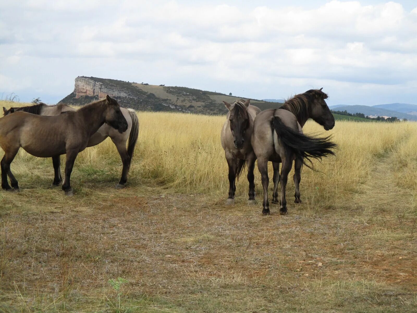 Плейстоценовая лошадь фото Canon PowerShot ELPH 180 (IXUS 175 / IXY 180) sample photo - 12EBP8iKud - Explor