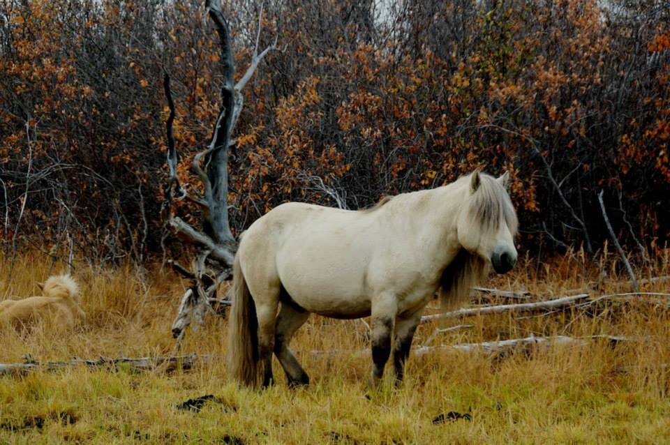 Плейстоценовая лошадь фото Якутские лошади в Плейстоценовом парке. Плейстоценовый ревайлдинг Дзен