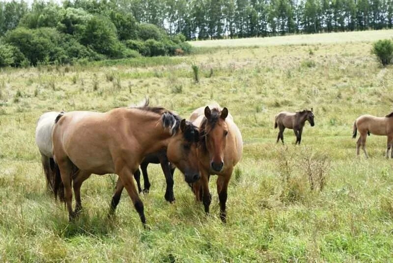 Плейстоценовая лошадь фото Красивая фотография Вятских лошадей из липецкого парка "Олений". Вятская лошадь 