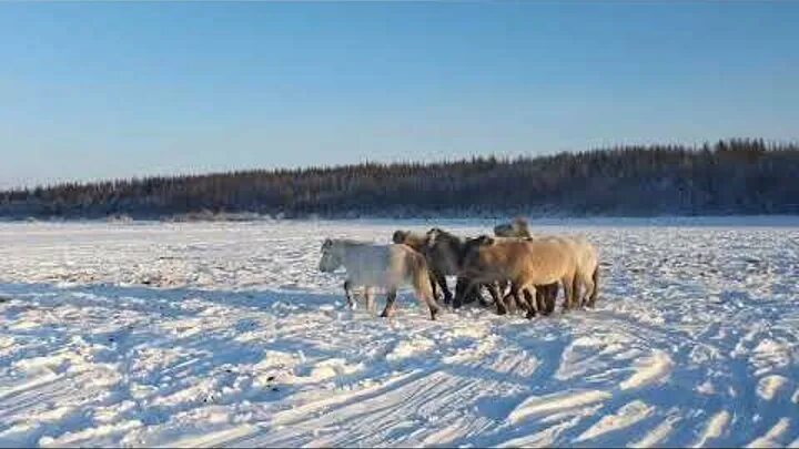 Плейстоценовая лошадь фото Снежные бараны. В Нижнеколымском... Интересный контент в группе Плейстоценовый р