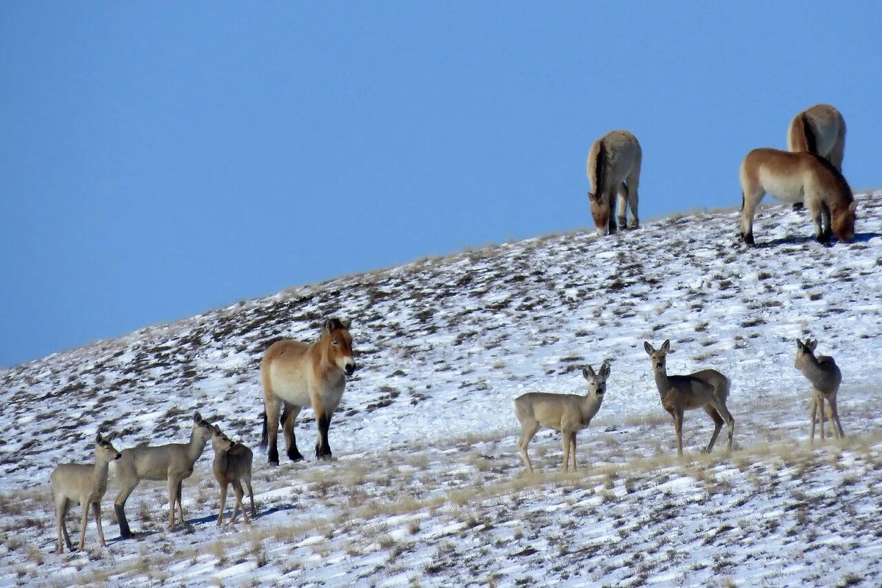 Плейстоценовая лошадь фото Лошади Пржевальского и косули в оренбургском заповеднике. Фото Д.Немальцева. 202