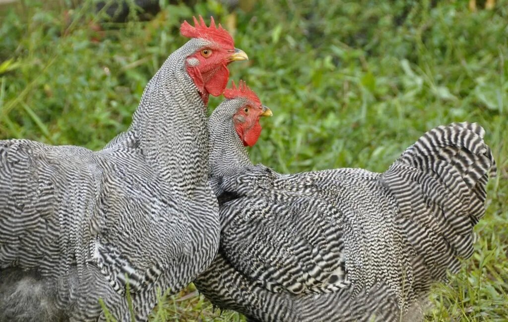 Плимутрок куры фото отзывы Plymouth Rock at The Billy Place Farm Heritage chickens, Heritage chicken breeds