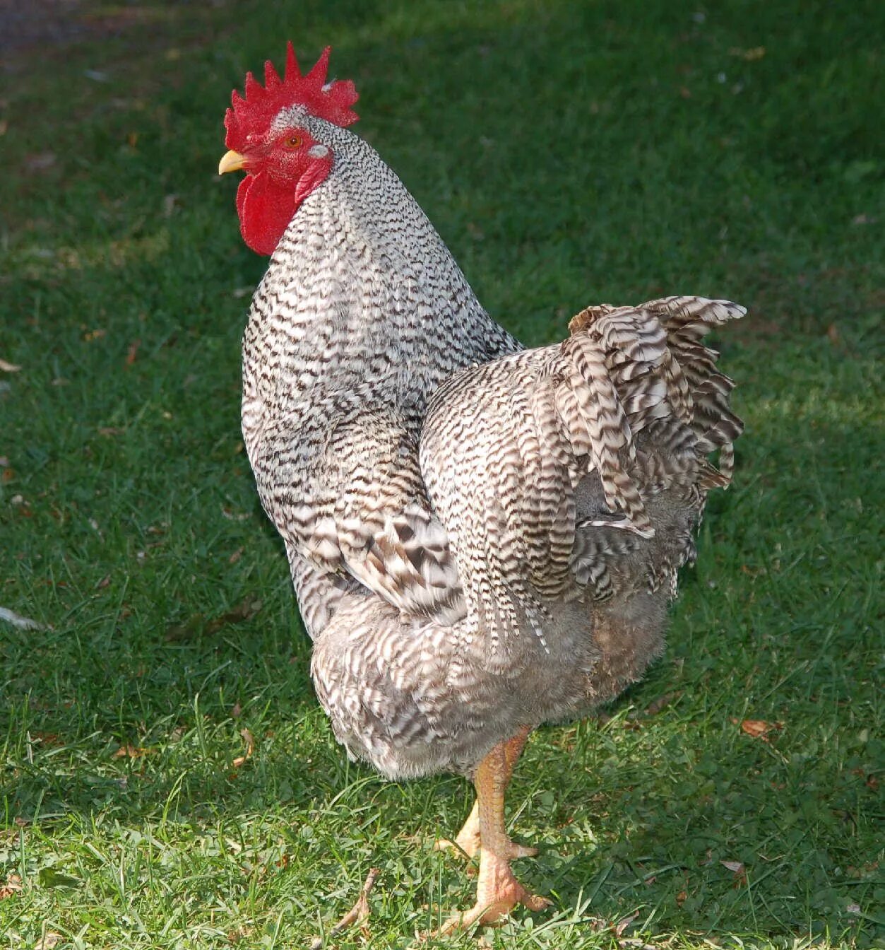 Плимутрок куры фото отзывы rooster Rooster, Chickens and roosters, Hens