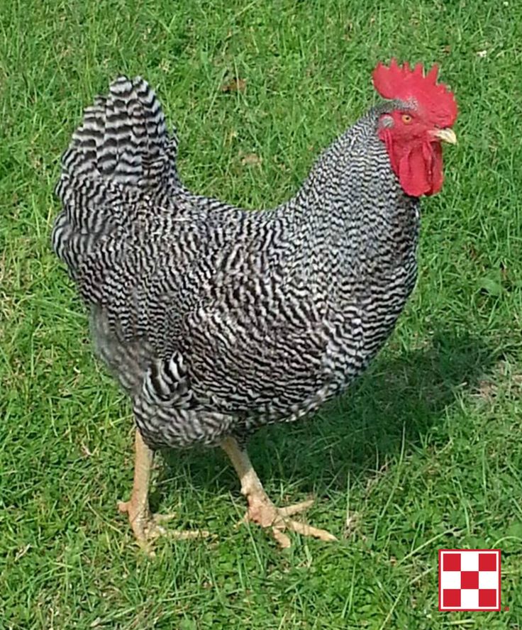 Плимутрок куры фото отзывы What to Feed Roosters Purina Animal Nutrition Chickens backyard, Best egg laying