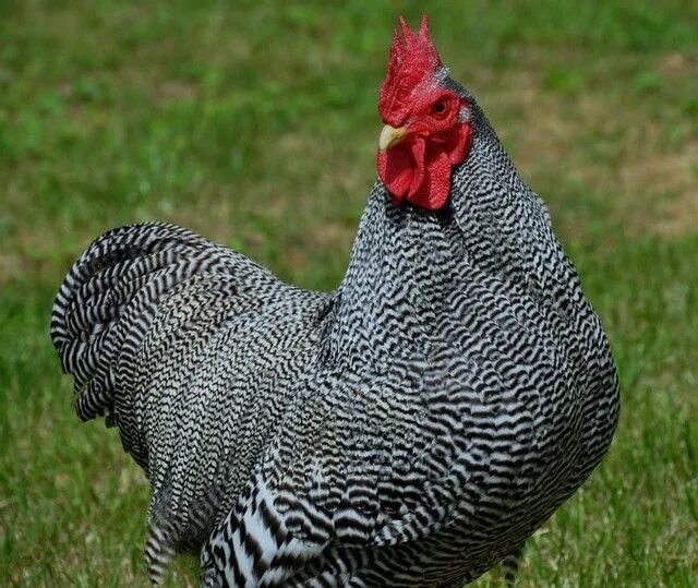 Плимутрок куры фото отзывы Especialidade de Aves Domésticas Respondida - Desbrava7 Especialidades Respondid