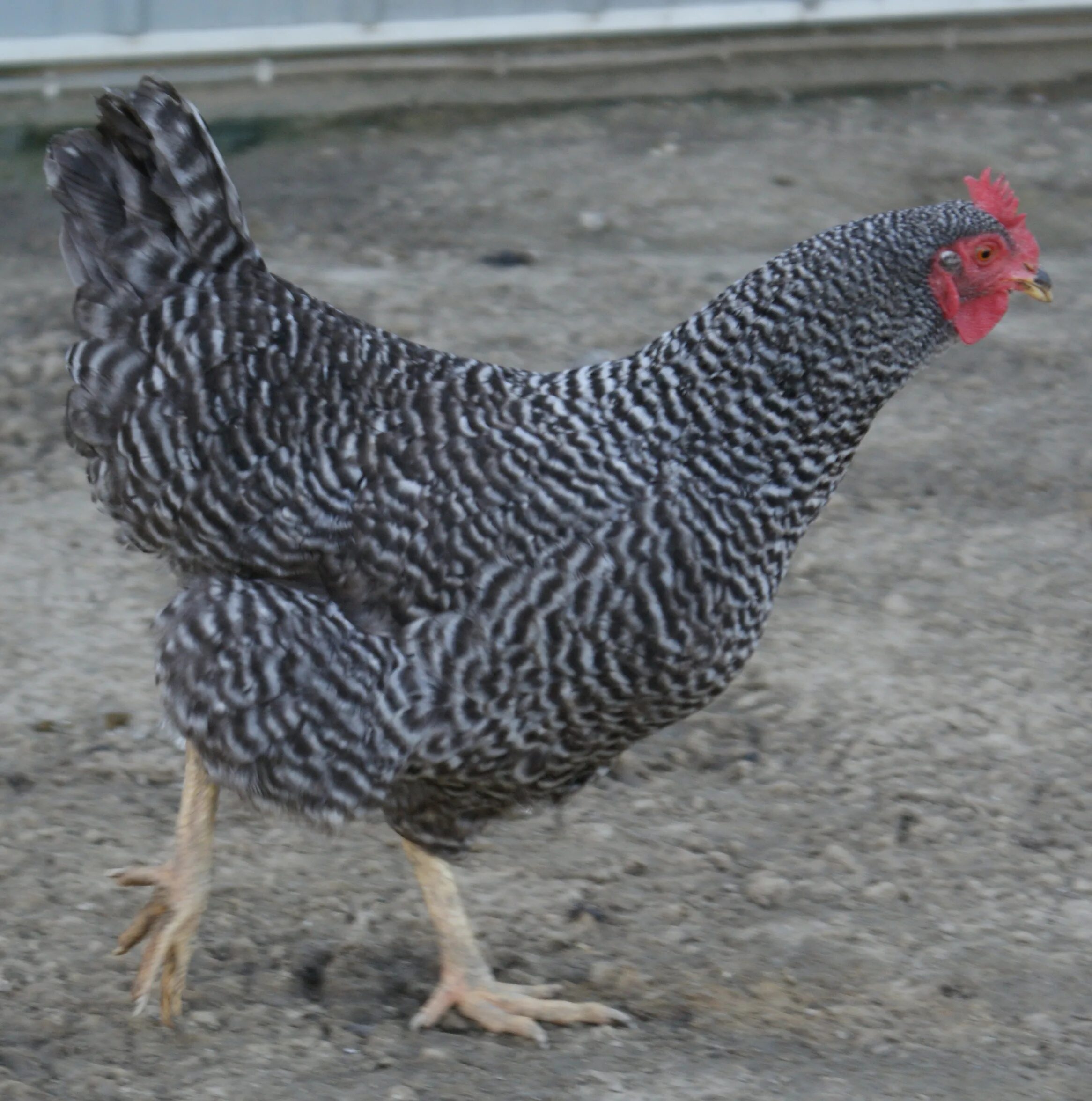 Плимутрок куры фото отзывы File:Barred Plymouth Rock Hen 001.jpg - Wikimedia Commons