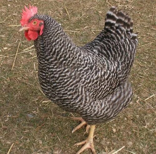 Плимутрок куры фото отзывы Types of Chickens - Types of Chicken Types of chickens, Best egg laying chickens