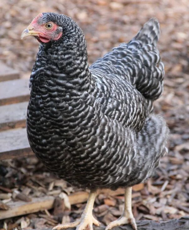 Плимутрок порода кур фото Pin on Chicken Houses