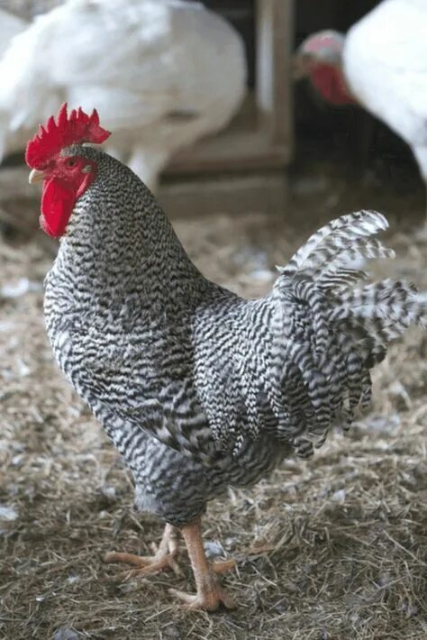 Плимутрок порода кур фото Top 10 barred rock ideas and inspiration