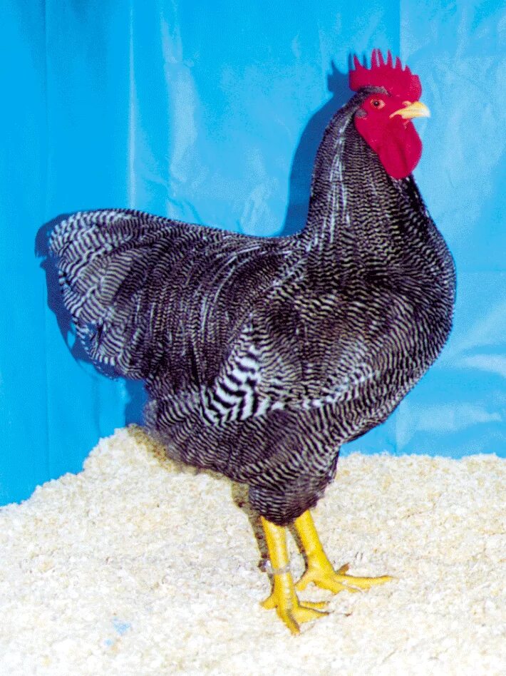 Плимутрок порода кур фото Plymouth Rock - Poultry Hub Australia