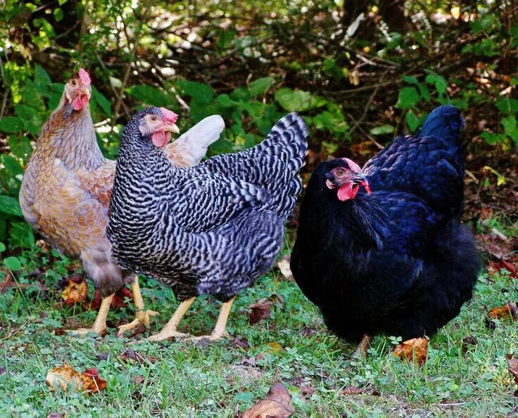 Плимутрок порода кур фото A few of the girls....Dusty (Blue-laced Red Wyandotte), Scarlett (Barred Plymout