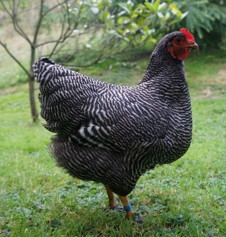 Плимутрок порода кур фото Pin by Sivaji Raju on chikenbreeds Plymouth rock chicken, Laying chickens breeds