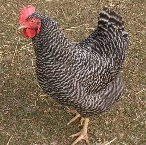 Плимутрок порода кур описание фото What is the Breed Standard of the Barred Plymouth Rock? Chicken breeds, Laying c